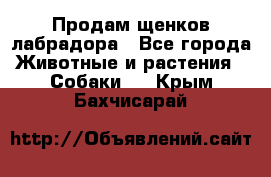 Продам щенков лабрадора - Все города Животные и растения » Собаки   . Крым,Бахчисарай